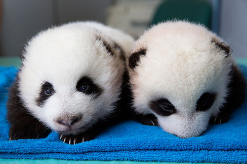 giantpandaphotos:  Lun Lun’s twins (65 days old) at Zoo Atlanta on September 18, 2013. © Zoo Atlanta. 