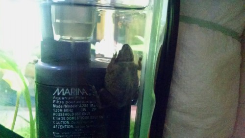 And now you know why his name is Pancake
