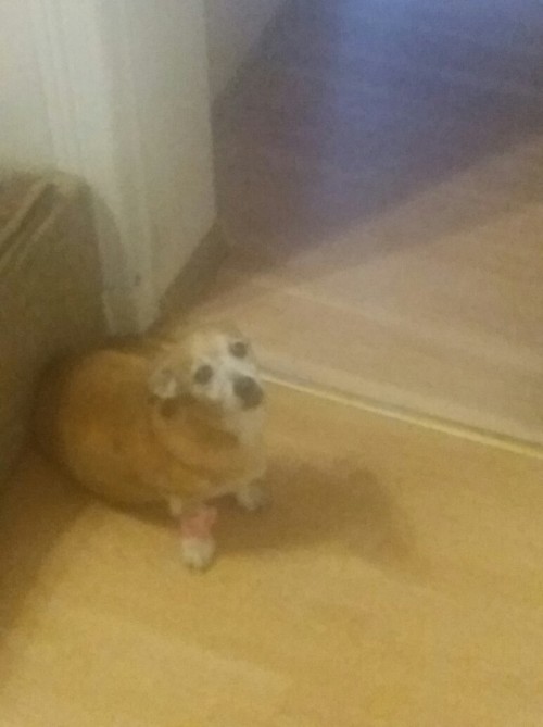 askflowertheplantponi: My old dogo passed away. He was too sick has diabetes and other organs did start to fail. Rest in peace old friend.  Also He was hella good boy  T.T My condolences on your loss, Fraq….