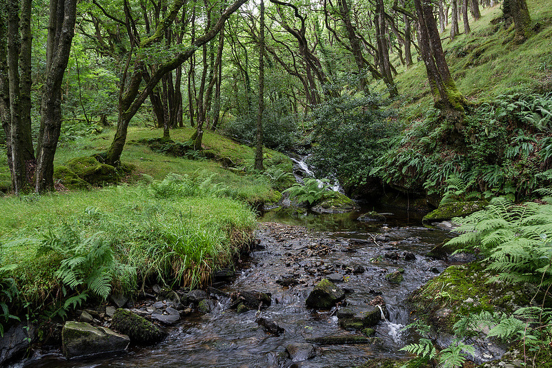 naturalsceneries:  Moor Brook, Dartmoor - UK Source: Devon-Miles (flickr)  