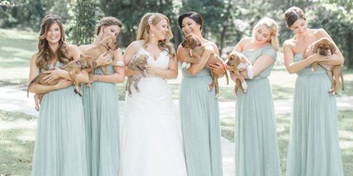 instead of bouqets this wedding party had puppies