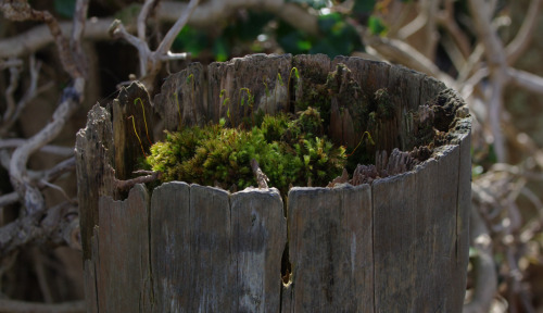 Recessed Moss-Ball #FencepostOfTheWeek