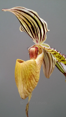 orchiddynasty:  Paphiopedilum Julius Irving