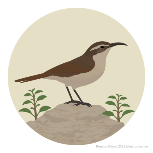 A brown bird with reddish brown wings and tail, a tan throat, eyebrow, and underside, dark grey legs, and a long, curved, dark grey bill stands on a tan rock between small plants, against a light tan background