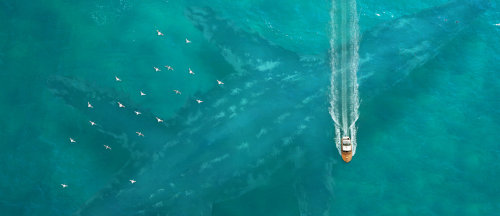 artissimo:  there is always a bigger fish by oliver fetscherCreative Essence 