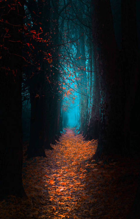 Porn j-k-i-ng:  “Path“ by | Mevludin Sejmenovic photos