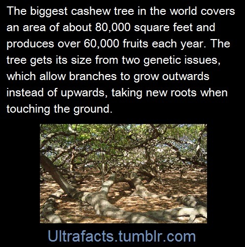 ultrafacts:      Maior cajueiro do mundo or Cajueiro de Pirangi English: world’s largest cashew tree or cashew tree of Pirangi is a cashew tree in Pirangi do Norte, Rio Grande do Norte, Brazil.    Source  Follow Ultrafacts for more facts 