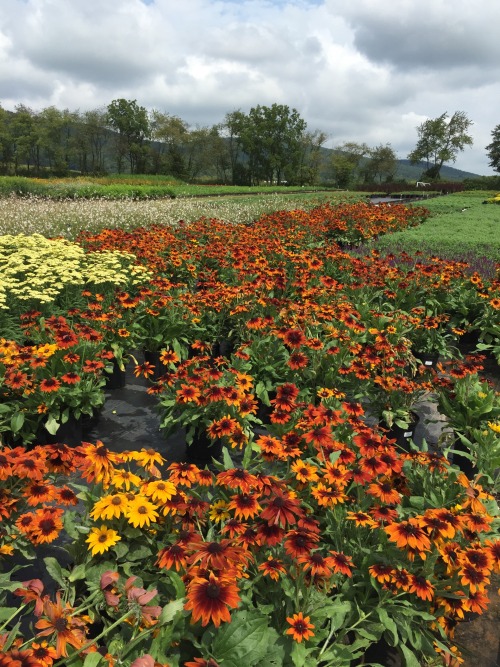 Such inspiration!! A perennial grower&rsquo;s open house at the end of summer is a pretty amazing p