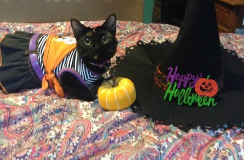 catsuggest: The indignity of it all!!! (But kitty got lots of treats as reward)