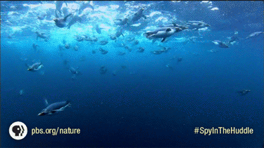 pbsnature:The three-part #SpyinTheHuddle series narrated by David Tennant uses animatronic (water-pr
