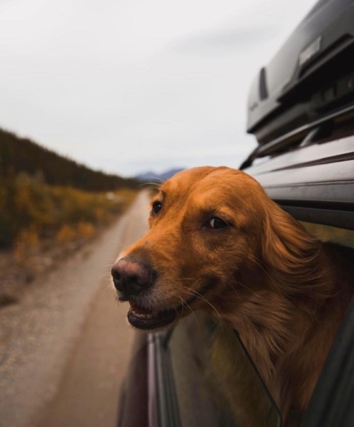 milliethegoldendog:Alaskan road trips with mom and dad : @johnwingfield(at Denali Highway)