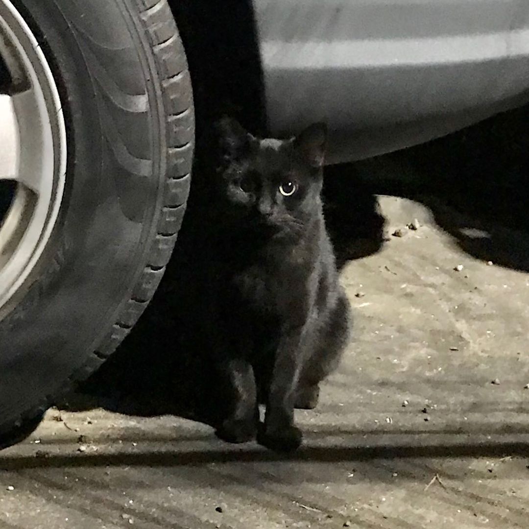 One of the ferals at the colony by my house. #catsofinstagram #cats #nstacat #meow #blackcat
https://www.instagram.com/p/CMagxVdjB1V/?igshid=1d3yf8um4ub1k