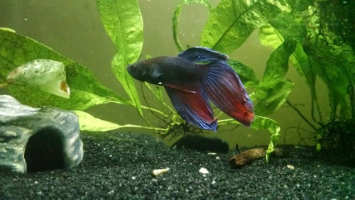 norris-25:justnoodlefishthings:Update on The WhizHis colors keep improving! And his fins are much be