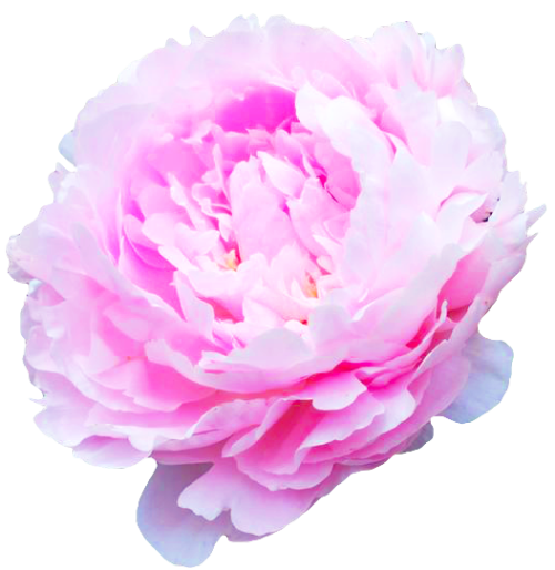 transparent-flowers:Pillow Talk Peony. (x).