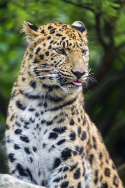 ayustar:  Leopard with tongue a bit showing