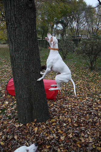 rkutch:  Barking Up The Right Tree With Cinnamon Makes A Morning Kitchen Smell So