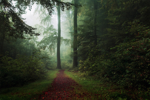 magic-spelldust:The path with the red leaves.byLeif Løndal