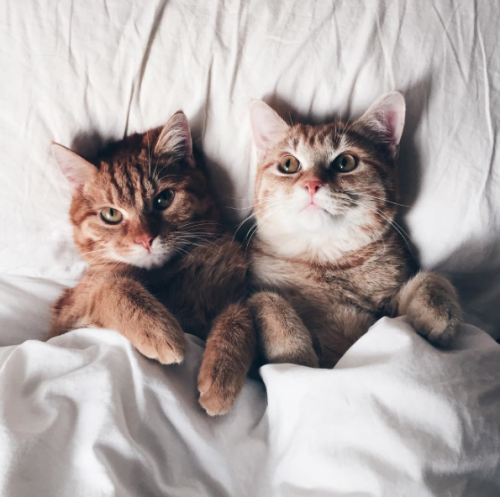 catsbeaversandducks:  “Let’s be cute together!” Photos by ©Anya Yukhtina 