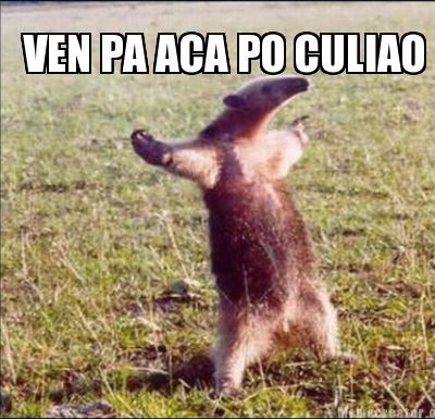 Wachaca