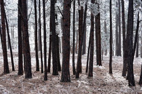 frosted forest by meadow_grl on Flickr.