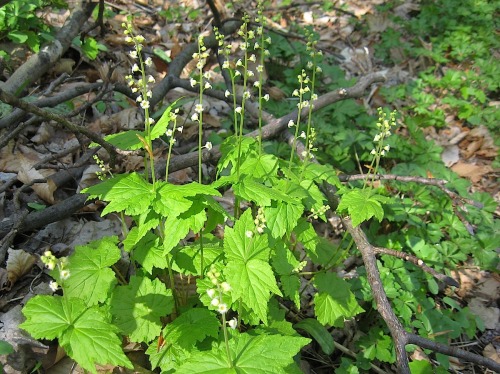 Twoleaf miterwort, aka Bishop&rsquo;s Cap, Mitella diphylla, in bloom at Black Rock.It&rsquo;s hard 