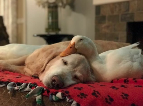 d20-darling:catsbeaversandducks:Rudy The Duck And Barclay The DogPhotos by DucksMakeGreatPets@rose-t