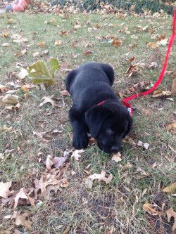 Awwww-Cute:  This Is Rebel. Rebel Likes To Eat Leaves