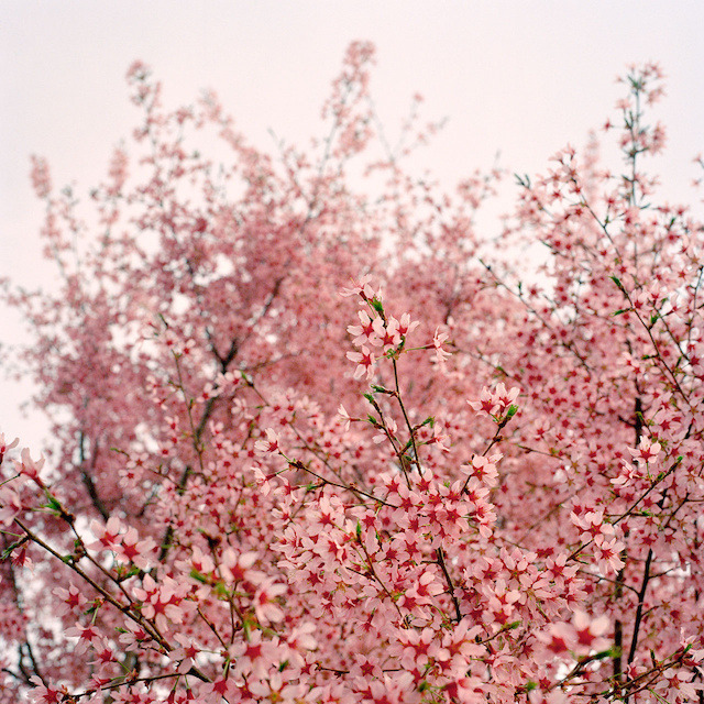 landscape-photo-graphy:  New York City Spring Covered In A Blanket Of Cherry Blossoms