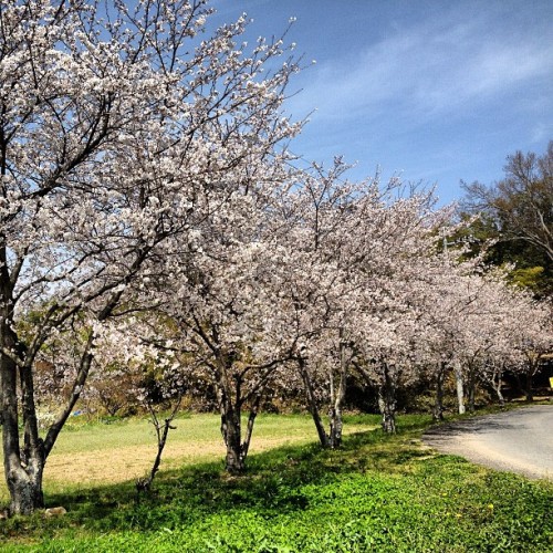 職場の桜。今日は暖かくてお花見日和でした。#桜 #花見