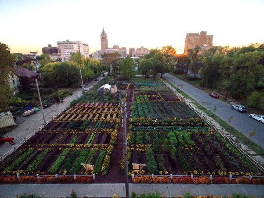 America's first urban 'agrihood' feeds 2,000 households for free