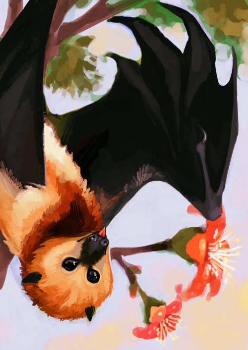 fruit bat studies…. i got a job as a painting instructor so i’m workshopping a cute batty pic