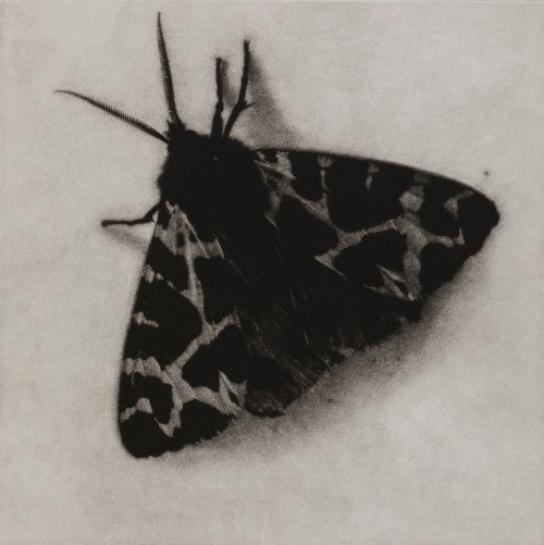 Sarah Gillespie (British, b. 1963, Farnham, Surrey, England) - 1: Eyed Hawk Moth  2: Pale Emera