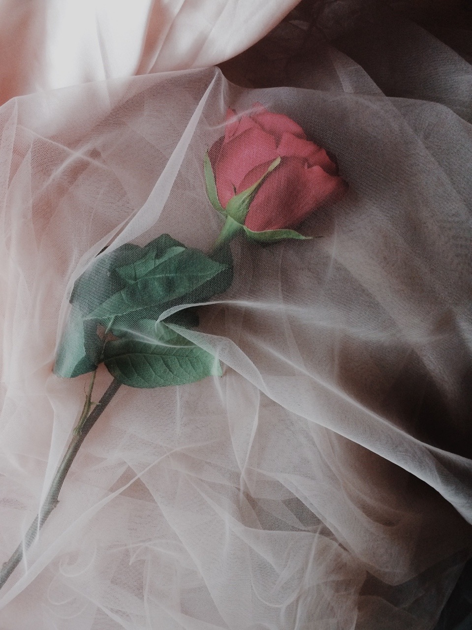 t1cc: She is like a rose, she’s beautiful and enchanting, but her roots are full