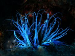 ronbeckdesigns:  creatures of the deep by A Sot on 500px