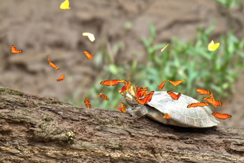 nubbsgalore: photos by jeff cremer of orange julia and sulfur yellow butterflies drinking the salty