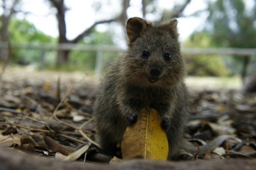 grimphantom:pizzaismylifepizzaisking:i-might-be-misha:this is the quokka its the happiest animal ever its always smilingeven when its asleepit might be one of the cutest marsupials in the worldi mean look at that faceso preciousHe’s really happy…..someone