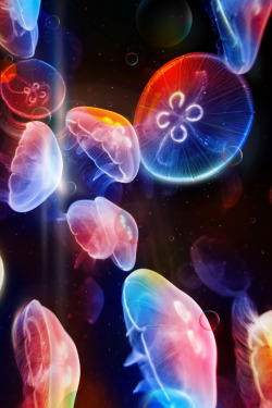 pr0tist:  Pretty jellies :) 