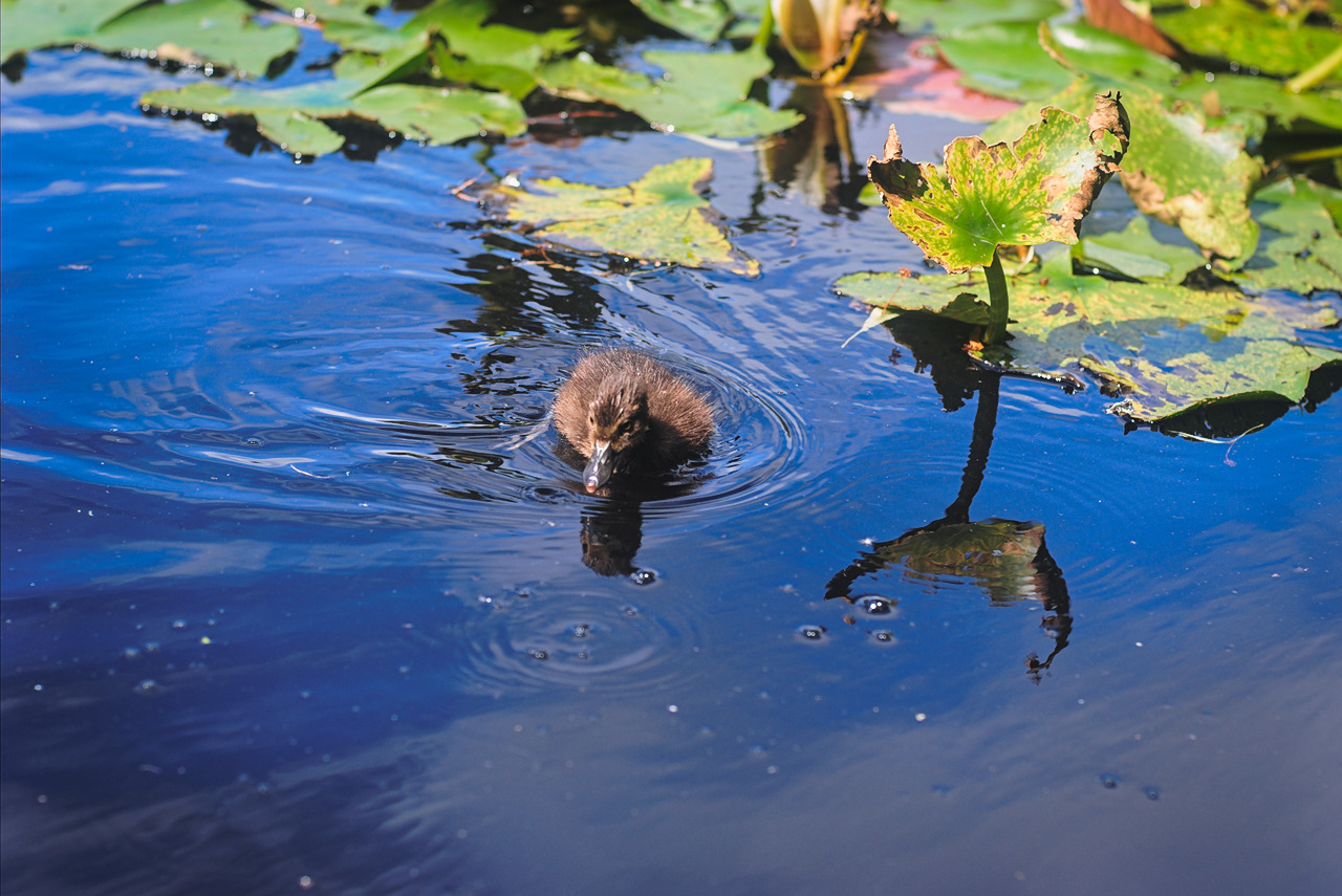 Duckling of sorts.. ..hard to catch with 50mm manual focus lens.