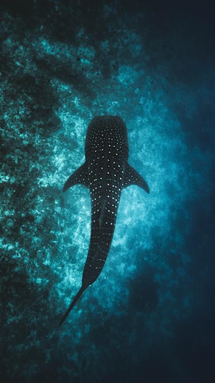 drxgonfly:Whale Shark in the Maldives (by adult photos