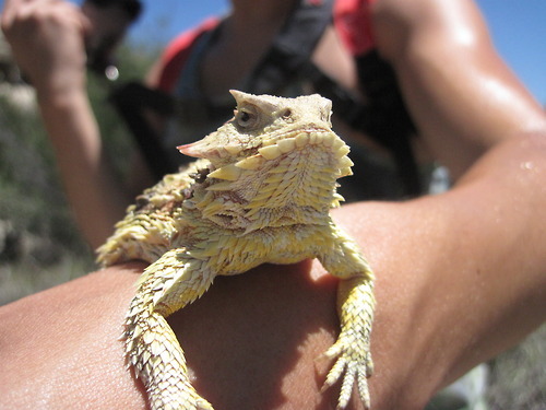 buggirl:  “Here’s the horned lizard I caught (the prettier of the two)” -tothedarktower  I love these!  As you know, I had a similar encounter with one in Death Valley.  I recently had to stop my car on a secluded road while doing field studies