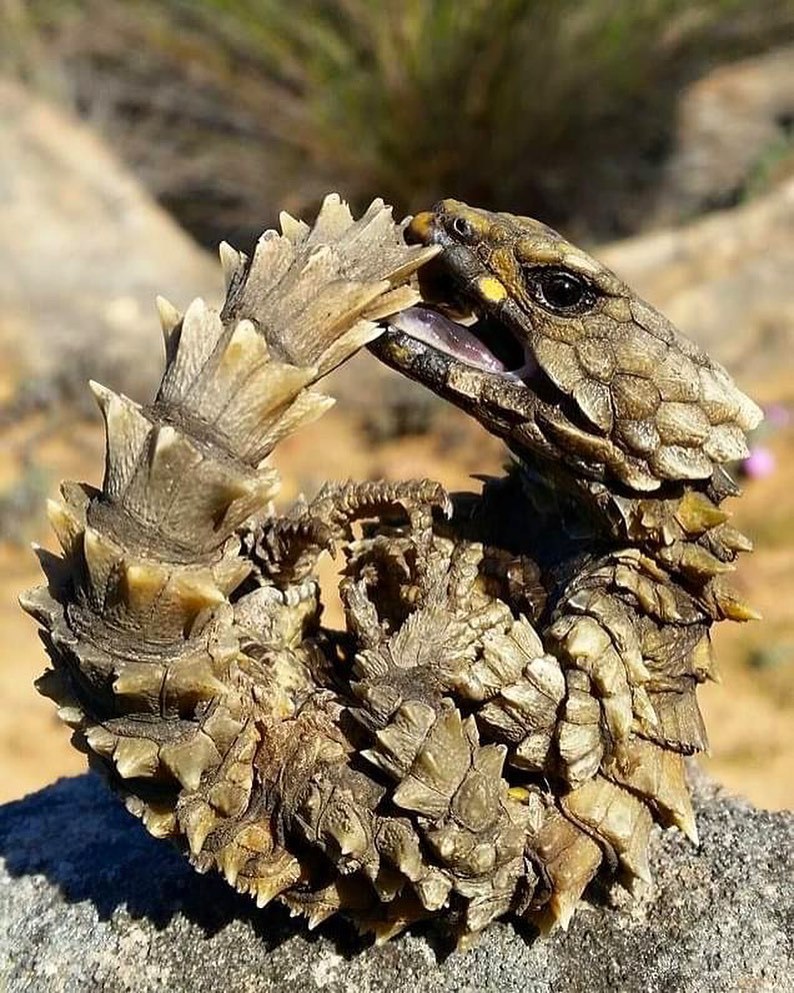 where to get an armadillo lizard where to get an armadillo lizard