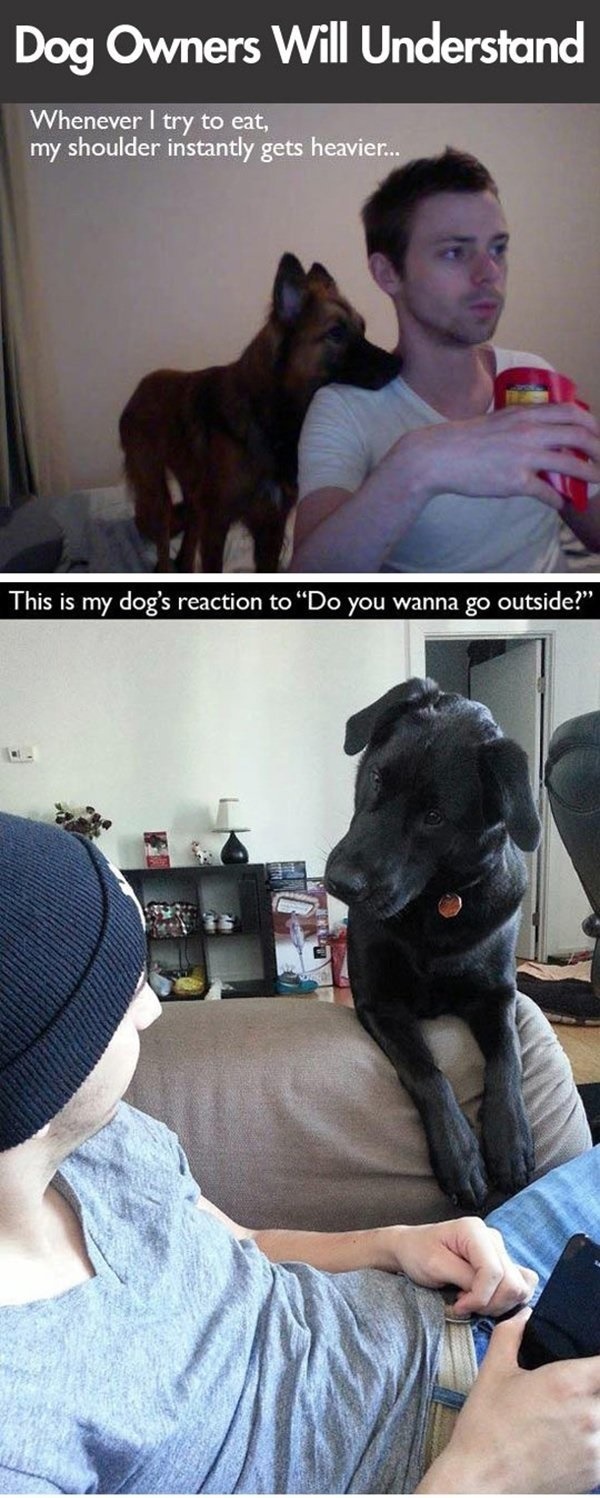 lol-caster:    Dog Owners Will Understand   