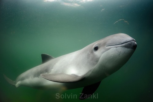 Harbour porpoise