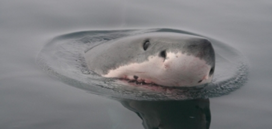 hellolovelyscientist:nikosaurushex:naomster:thatsociallyawkwardfan:silverhawk: i think one of my fave shark facts is this thing that some species of sharks do where they sorta peek their heads out of the water to see whats above the surface…..its called