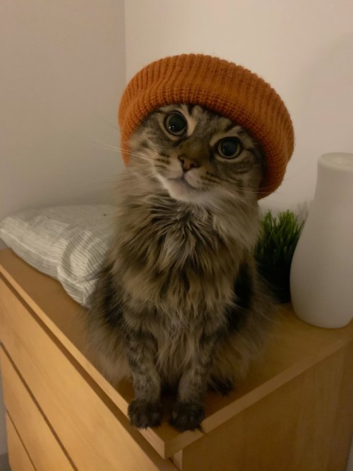 itsoofluffy:Lilo stole the hat porn pictures