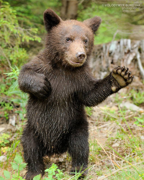 Bear cub by Volodymyr Burdyak