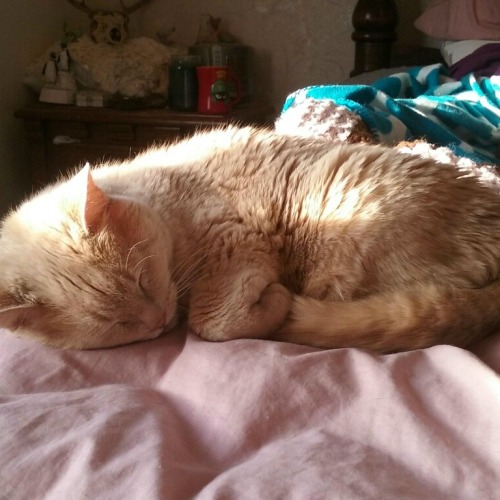 timberlines:Buttercup or croissant? :O