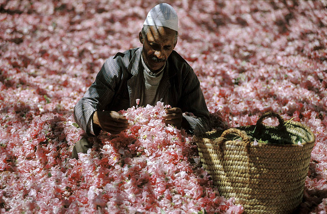 morobook:  Morocco.El Kelaa.Valley of Rose.1981 