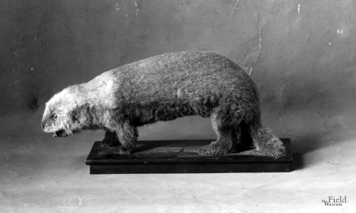 fieldmuseumphotoarchives: Taxidermy Tuesday. To celebrate hitting 9,000 followers we thought we&rsqu