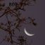 mysticfairymoonlight